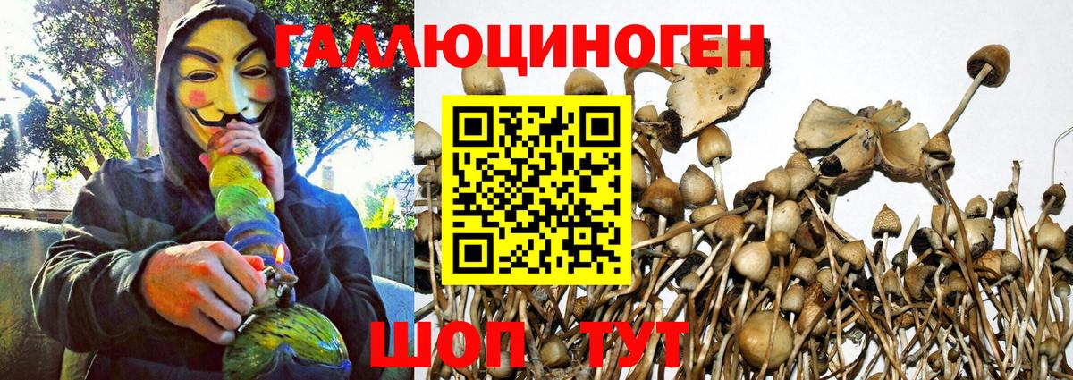 Галлюциногенные грибы Cubensis Гудермес
